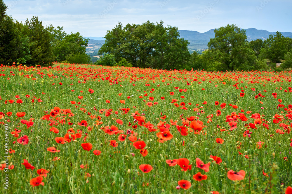 Poppy Field On A Spring Day With Trees