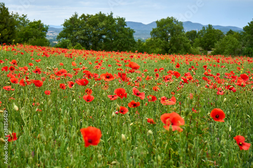 Poppy Field On A Spring Day With Trees