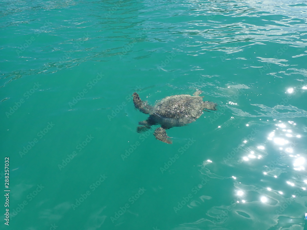 Obraz premium OLYMPUS DIGITAL CAMERA