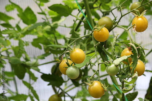 Yellow cherry tomatoes on a branch, abstract background. Layout for design. Selective focus, side view, close-up.