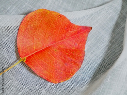 落ち葉　紅葉　布背景　白 photo