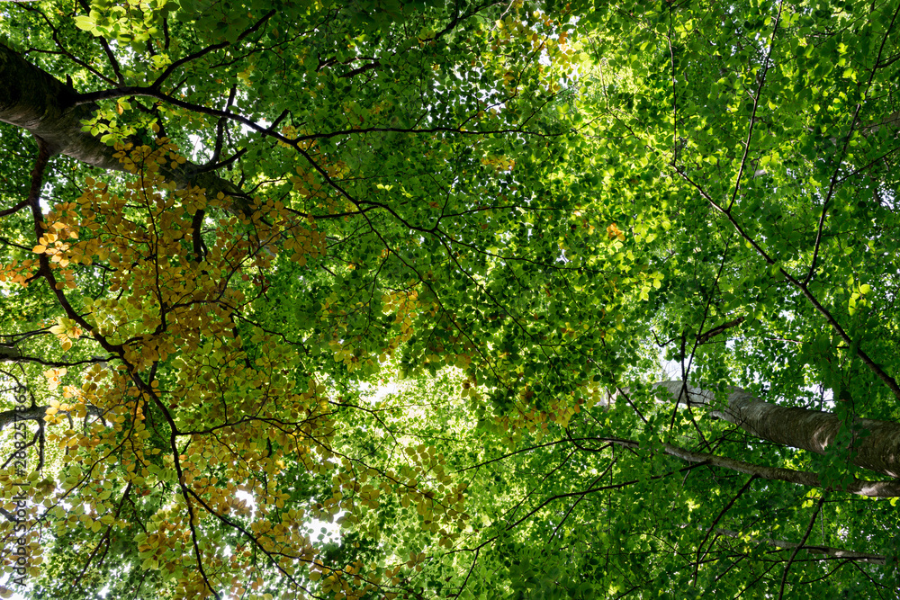 Natural Forest of Beech Natural Forest of Beech