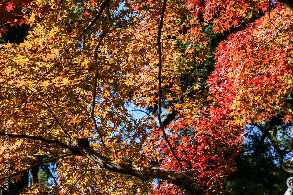 A tree with yellow and red leaves with the  bright blue sky  in Autumn