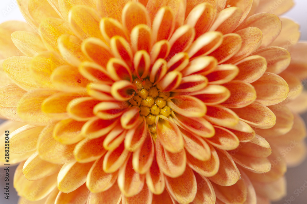 Color Chrysanthemum Flower Isolated on Background. Color Chrysanthemum Flower Isolated on Background.