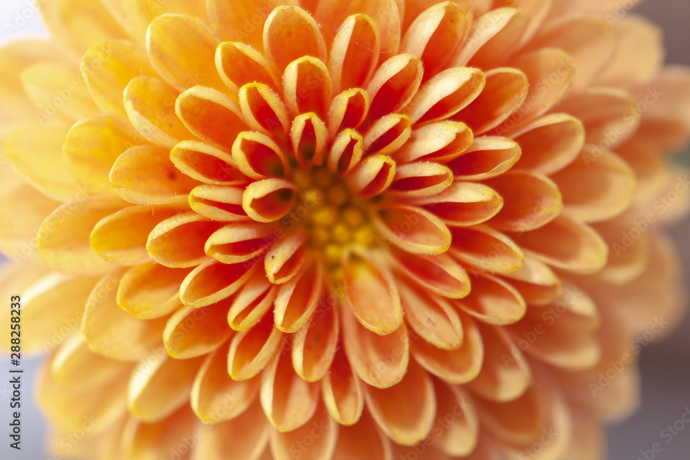 Color Chrysanthemum Flower Isolated on Background. Color Chrysanthemum Flower Isolated on Background.