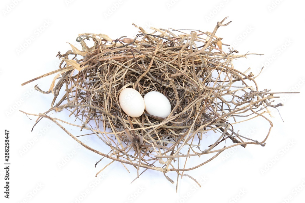 Bird nest with eggs inside isolated on white background Bird nest with eggs inside isolated on white background