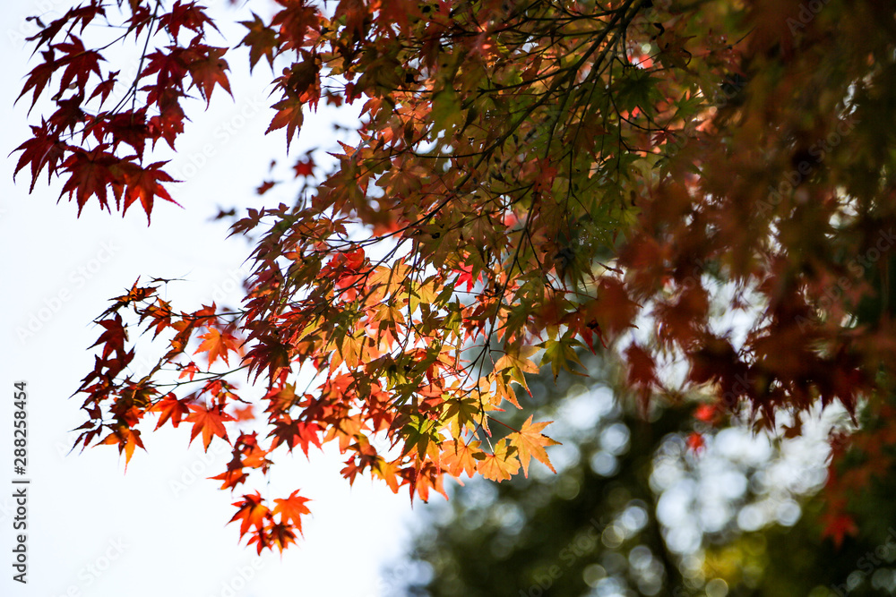 Red and yellow leaves of the Japanese maple tree during Fall season in Kyoto Japan with colorful leaves and branches of the tree Red and yellow leaves of the Japanese maple tree during Fall season in Kyoto Japan with colorful leaves and branches of the tree