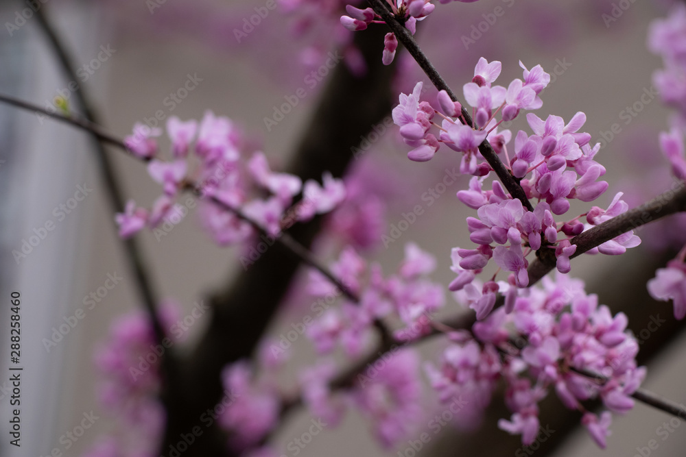 Naklejka premium Purple and white flower blooms on tree branch