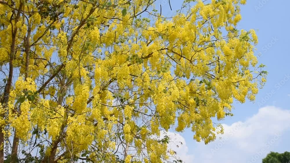 Feather of beautiful yellow flower swaying or move by the wind. Feather of beautiful yellow flower swaying or move by the wind.