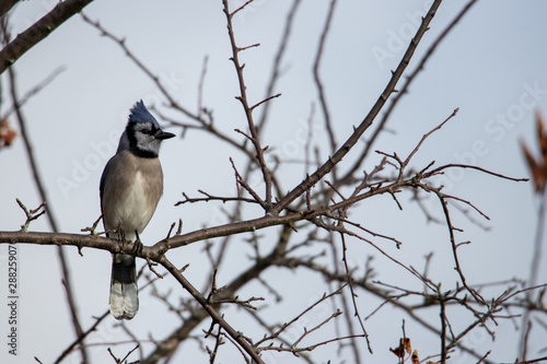 Bluejay sitting on tree branch facing right