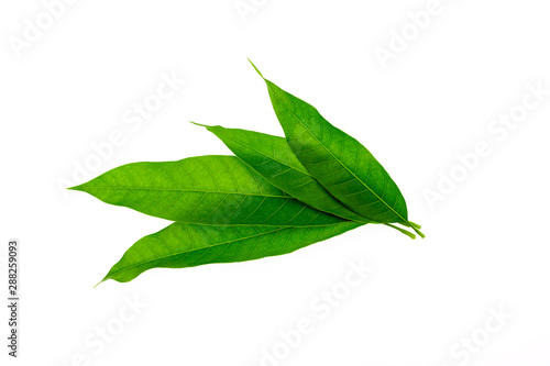 Fresh Green Mango leaves isolated on white background