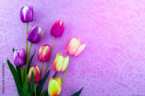Spring flowers of Tulips flowers on beautiful purple background