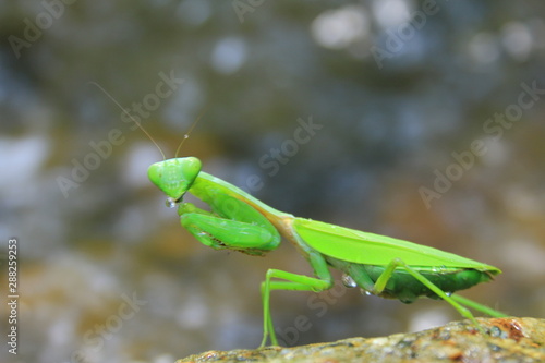 praying mantis on green background © NIKORN