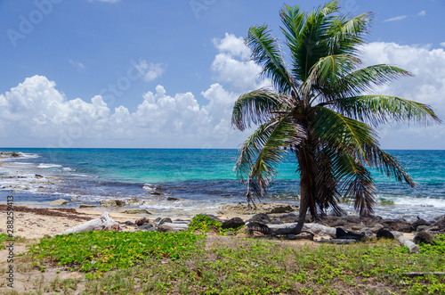 Palm tree on coast at beach on Big Corn Island  Corn Islands  Nicaragua
