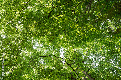 Natural Forest of Beech