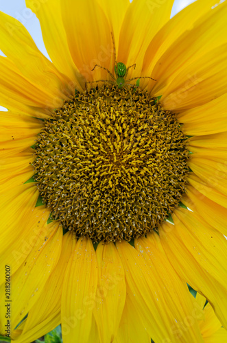 Spider On Sunflower Bloom