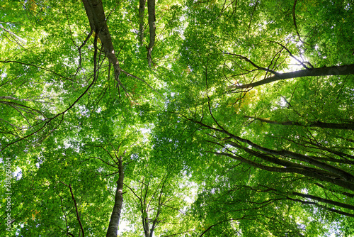 Natural Forest of Beech