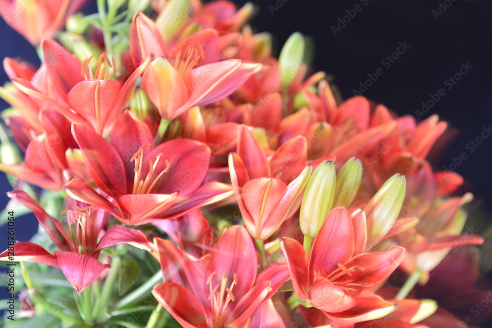 flower flower