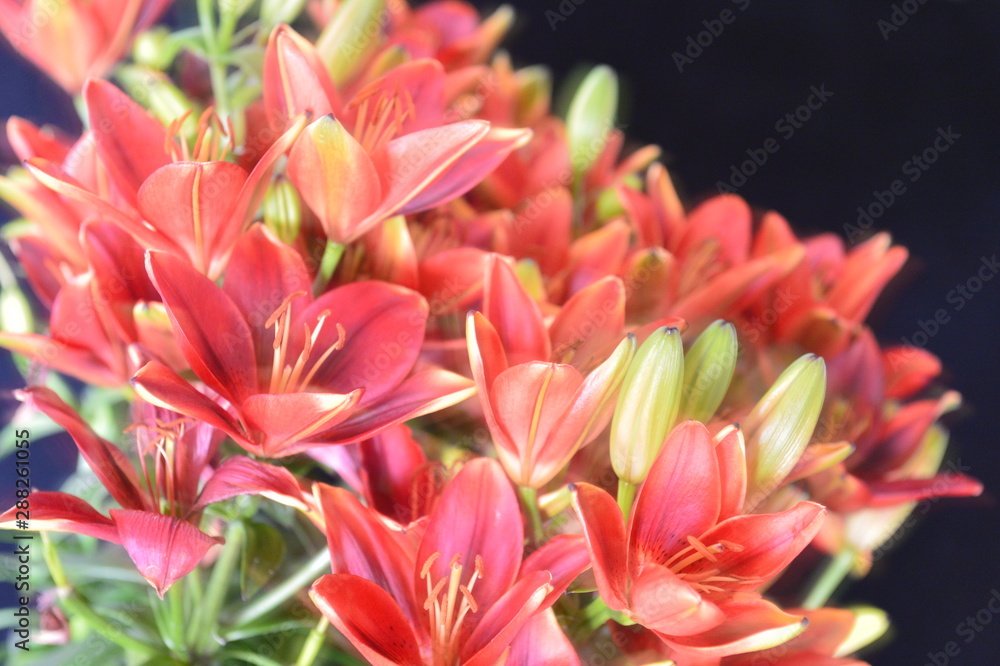 flower flower