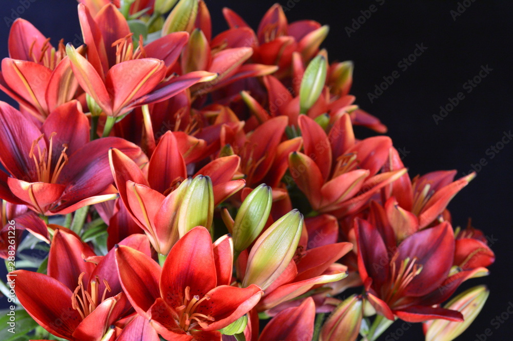 flower flower