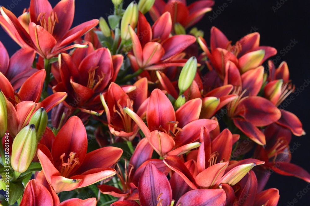 flower flower
