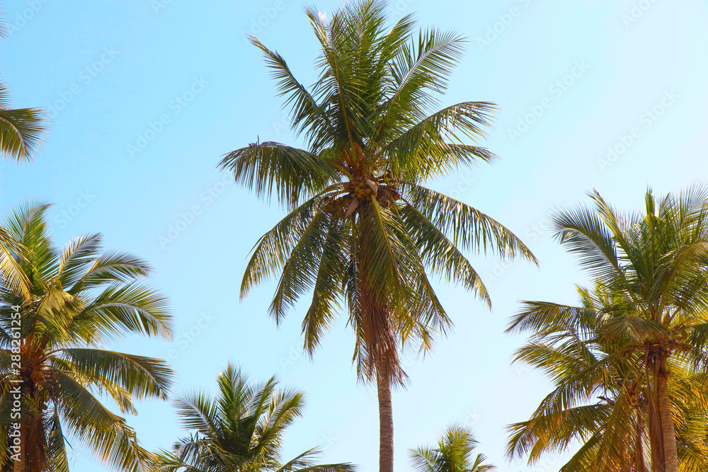 palm trees on background of blue sky palm trees on background of blue sky