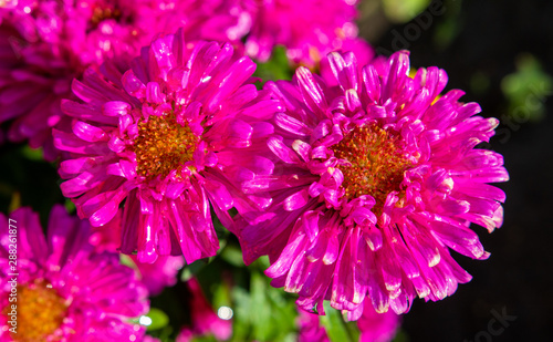 Bright autumn flowers nature  closeup.