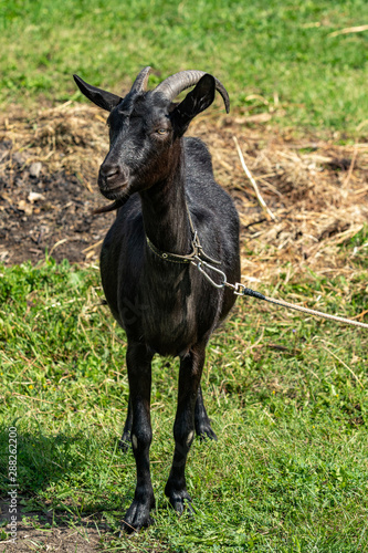 Black goat in the grass, nature landscape summer day.