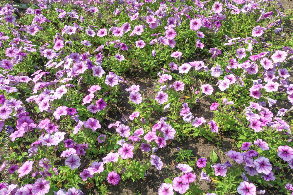 Bright petunia flowers in the flowerbed, summer natural park.