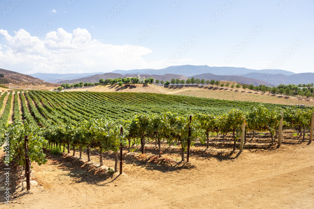 A scenic landscape of grapevines at a countryside vineyard.