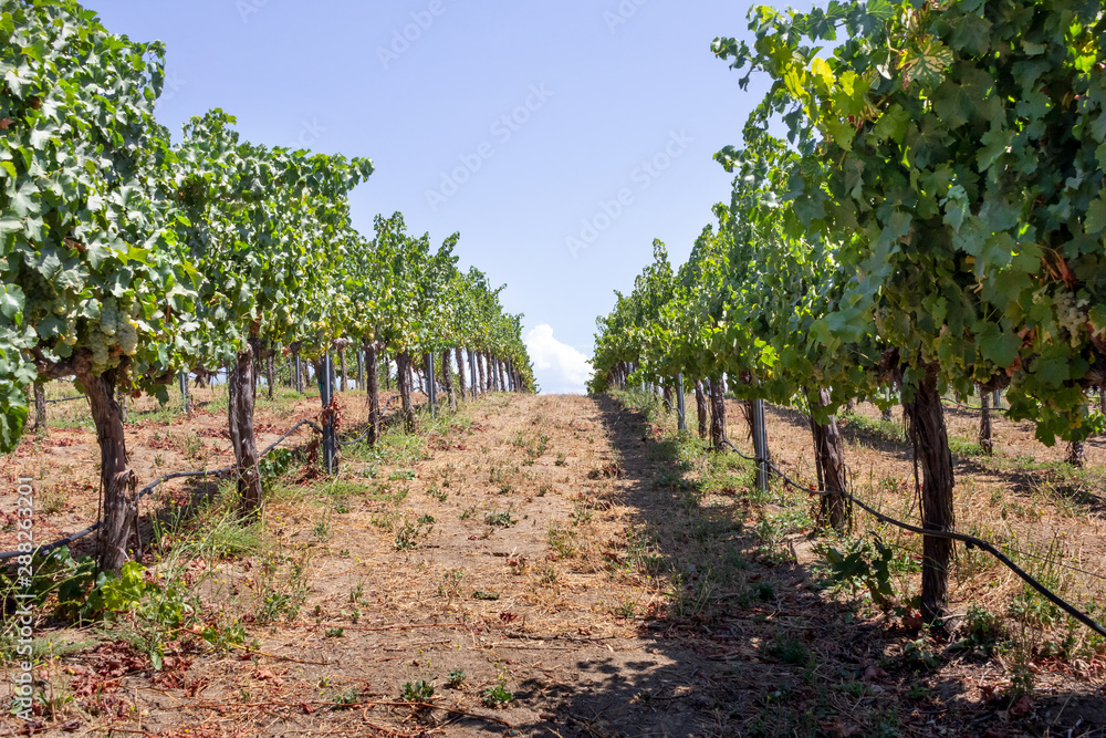 Looking down the rows of grapevines at a scenic vineyard