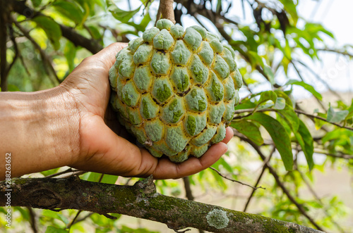 Holding Sweetsop (Annoma Squamosa) photo