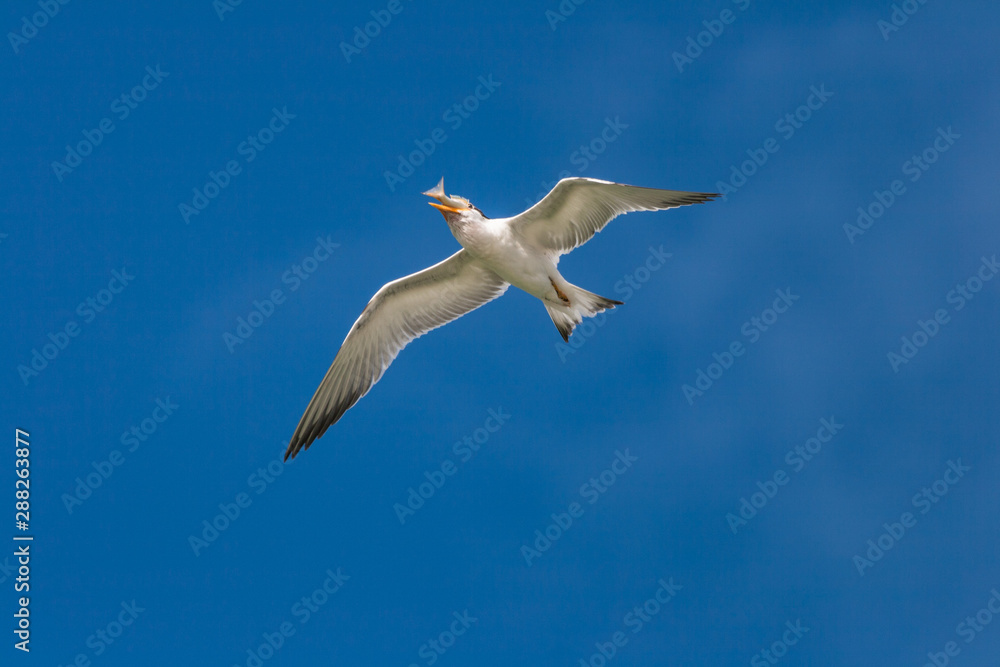 Fototapeta premium A gull flies overhead struggling to swallow a recently caught fish.