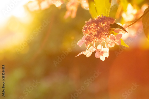 Soft Focus Golden Hour 