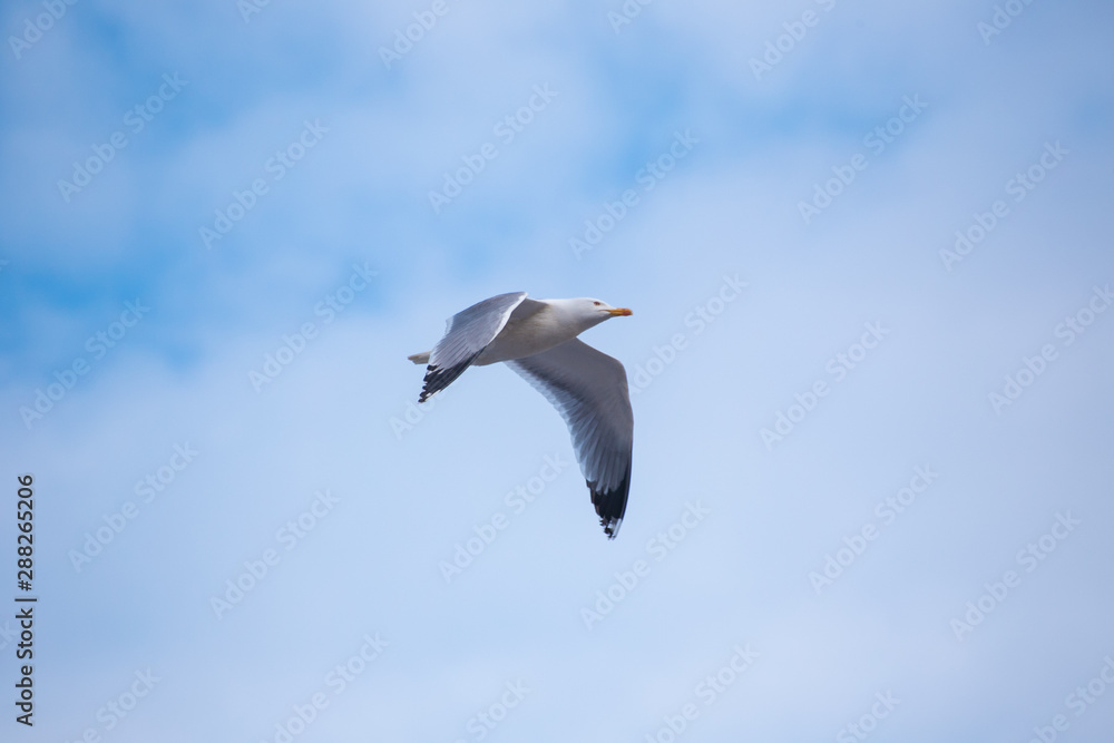 The beautiful seagull is not tired of flying The beautiful seagull is not tired of flying