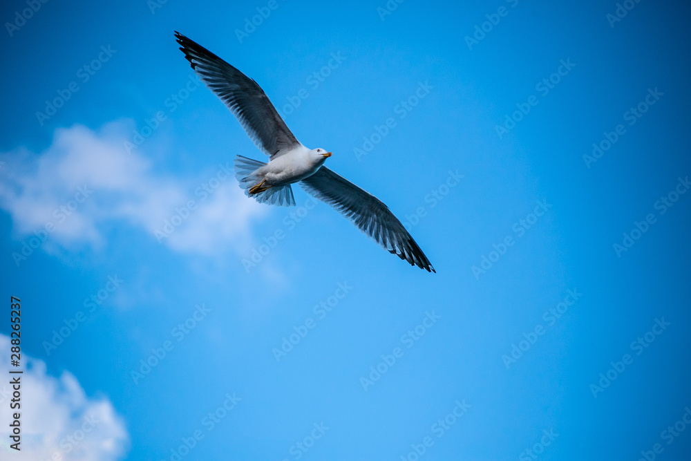 Obraz premium The beautiful seagull is not tired of flying