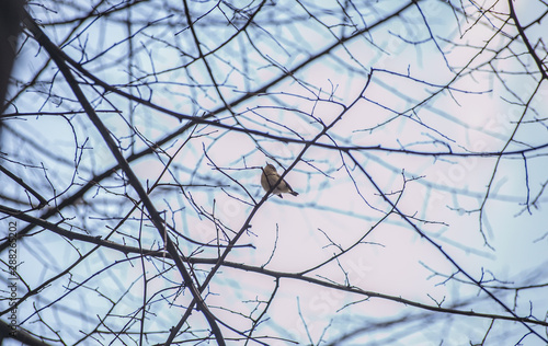bird, silhouette, frost, wood, bare