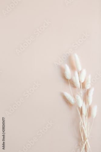 White bunny tail grass on pink background, copy space, dried lagurus grass photo