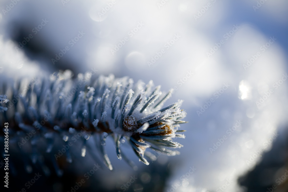 Branches of blue spruce covered with morning frost on natural background.