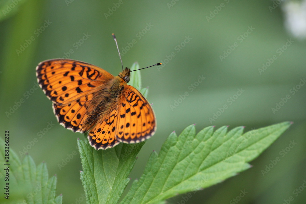 Obraz premium butterfly on flower