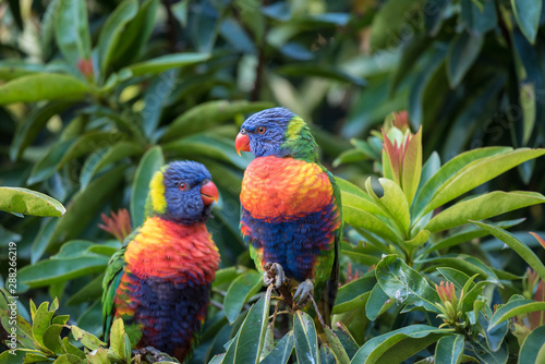 A pair of wild rainbow lorikeets, trichoglossus moluccanus, perched in a tree on the Gold Coast, Queensland, Australia.