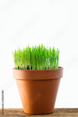 Fresh young wheatgrass growing in a terracotta pot isolated against a white background.