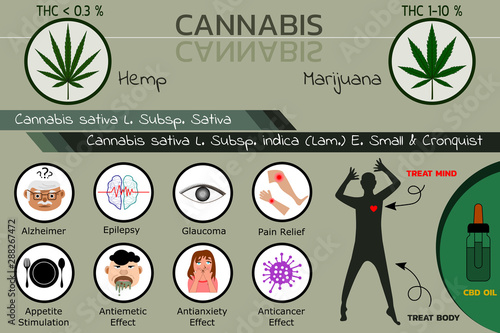 Benefits of cannabis plant (hemp and marijuana) for medical treatment , vector