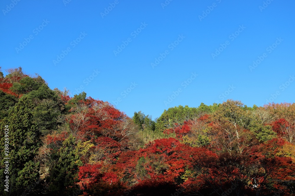 香嵐渓の紅葉