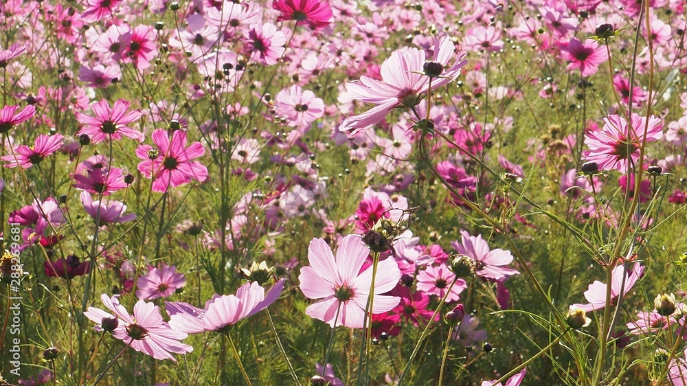 Fototapeta premium コスモス