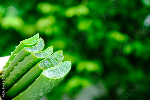Fresh raw aloe vera plant with green background