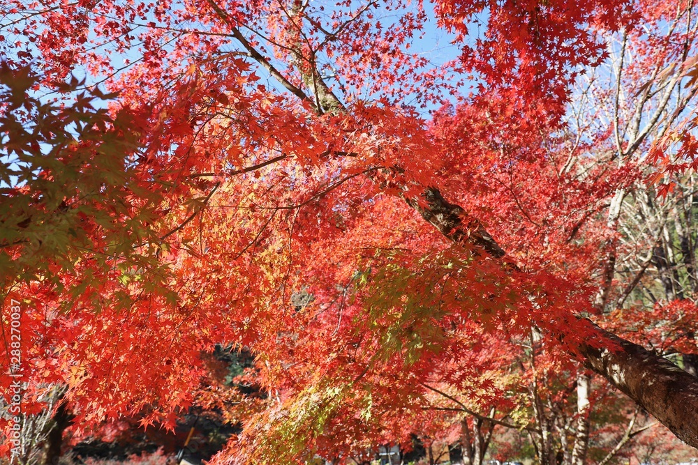 香嵐渓の紅葉