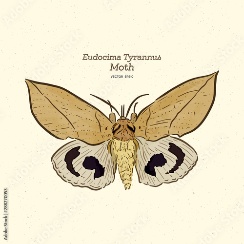 Eudocima tyrannus is a moth of the family Erebidae. hand draw sketch vector. photo