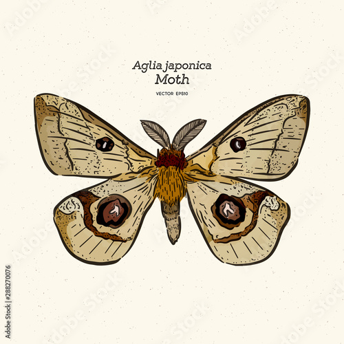 Aglia japonica Moth, hand draw sketch vector.