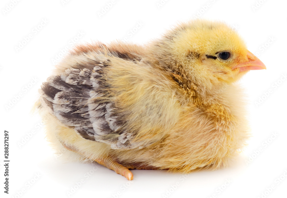 Obraz premium Little chicken isolated.